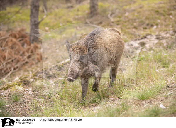 Wildschwein / wildboar / JM-20824