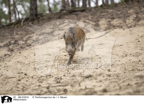 Wildschwein / wildboar / JM-20832