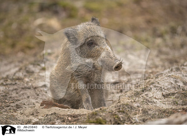 Wildschwein / JM-20840