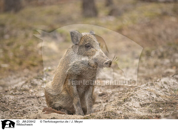 Wildschwein / wildboar / JM-20842