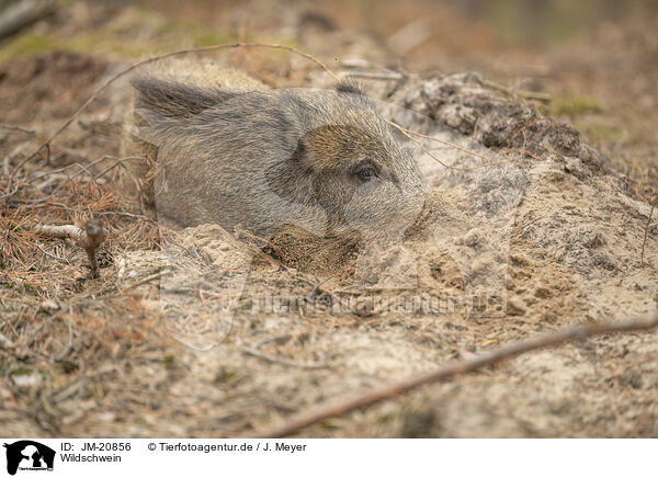 Wildschwein / wildboar / JM-20856