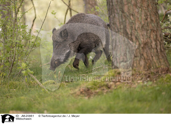 Wildschwein / wildboar / JM-20861