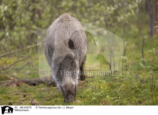 Wildschwein / JM-20878