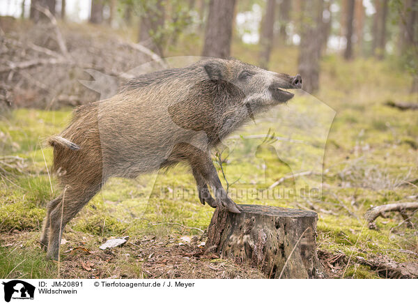 Wildschwein / JM-20891