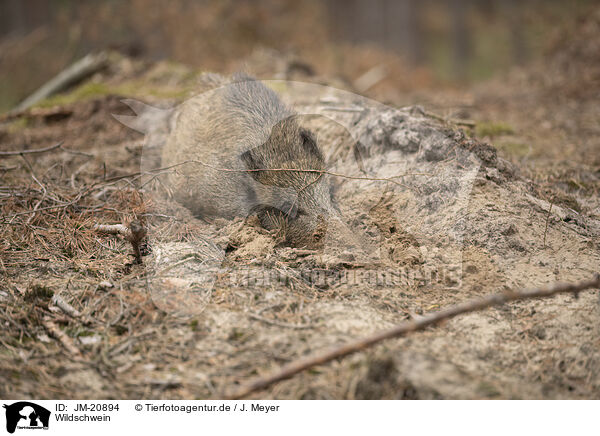 Wildschwein / wildboar / JM-20894