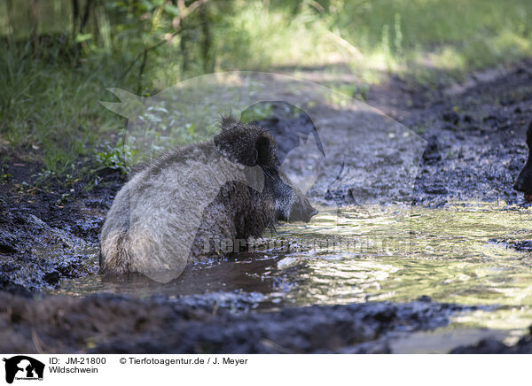 Wildschwein / wildboar / JM-21800