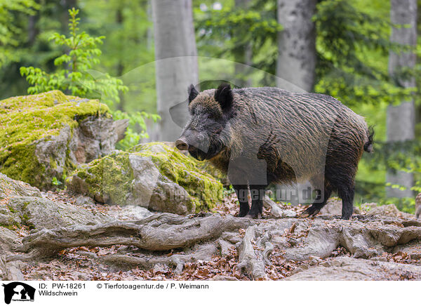 Wildschwein / wildboar / PW-18261