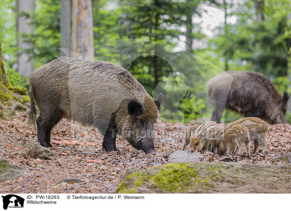 Wildschweine / wildboars / PW-18263