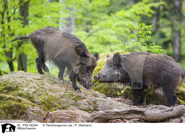 Wildschweine / wildboars / PW-18264