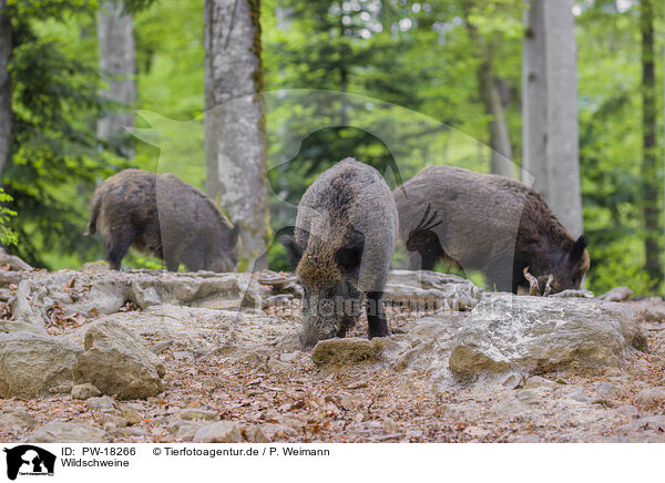 Wildschweine / wildboars / PW-18266