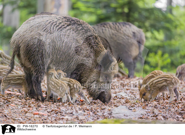 Wildschweine / wildboars / PW-18270