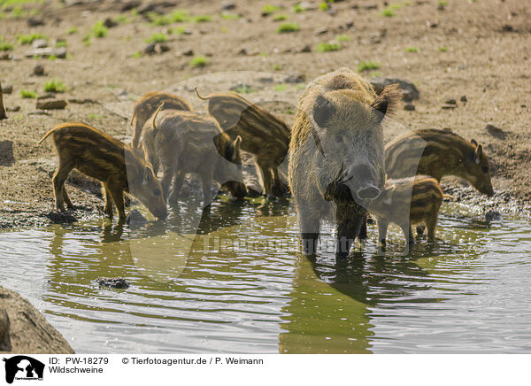 Wildschweine / wildboars / PW-18279