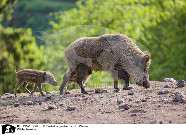 Wildschweine / wildboars / PW-18290