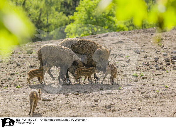 Wildschweine / wildboars / PW-18293