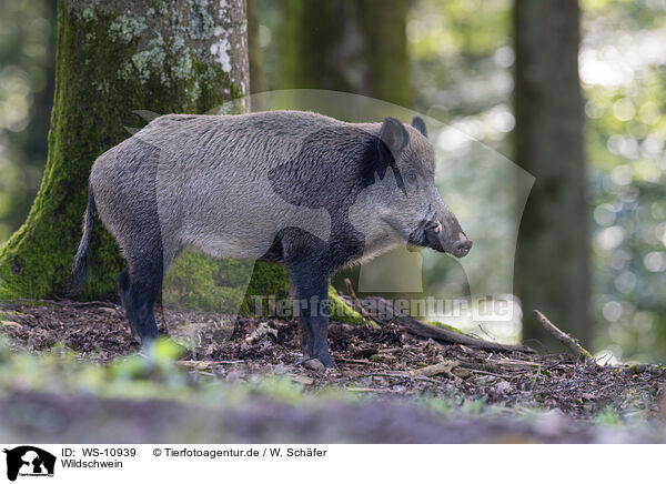 Wildschwein / wild boar / WS-10939