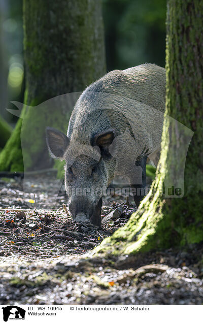 Wildschwein / wild boar / WS-10945