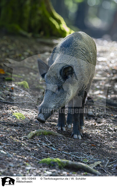 Wildschwein / wild boar / WS-10949