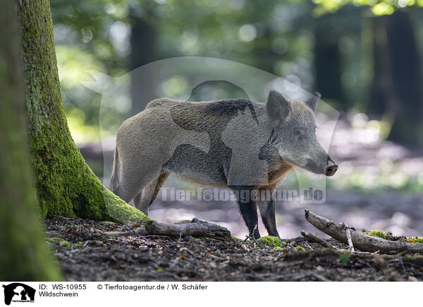 Wildschwein / wild boar / WS-10955