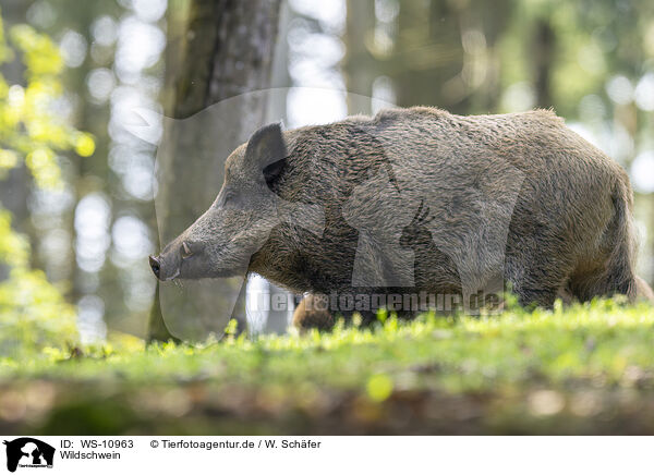 Wildschwein / wild boar / WS-10963