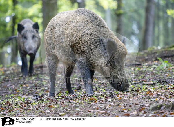 Wildschwein / wild boar / WS-10991