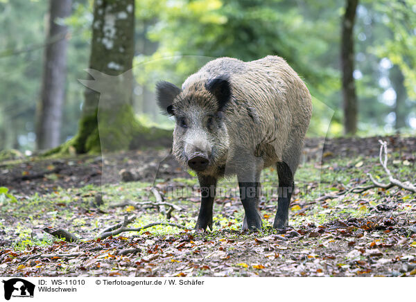 Wildschwein / wild boar / WS-11010