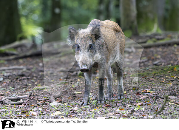 Wildschwein / wild boar / WS-11014