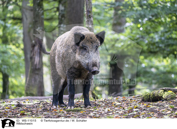 Wildschwein / wild boar / WS-11015