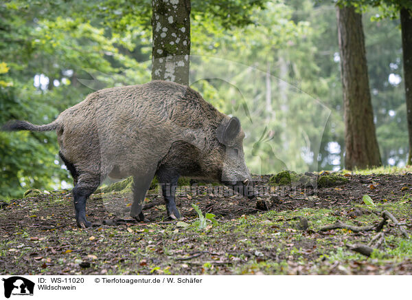 Wildschwein / wild boar / WS-11020