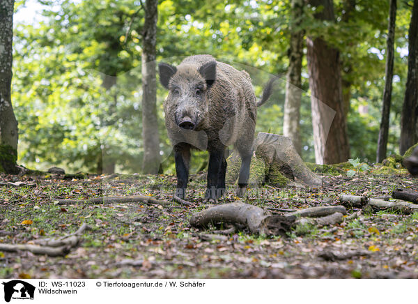 Wildschwein / wild boar / WS-11023