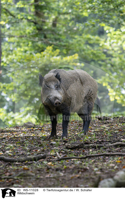 Wildschwein / wild boar / WS-11028