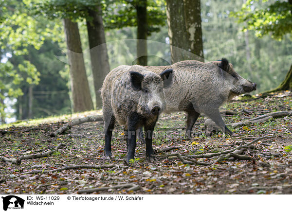 Wildschwein / wild boar / WS-11029