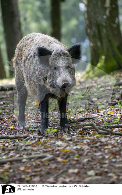 Wildschwein / wild boar / WS-11031