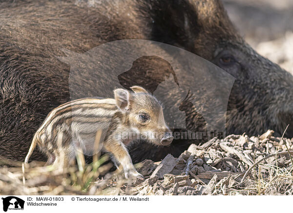 Wildschweine / wild boars / MAW-01803