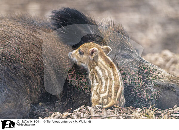 Wildschweine / wild boars / MAW-01804