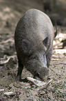 Wildschwein bei der Nahrungssuche