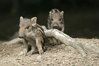 Wildschwein Frischlinge