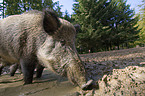 Wildschwein