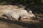 Wildschwein