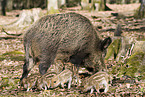 Wildschweine