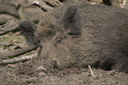 Wildschwein