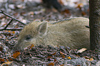 Wildschwein