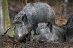 Wildschweine