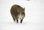 Wildschwein