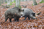 Wildschweine