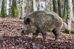 Wildschwein