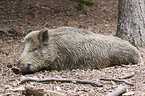 Wildschwein