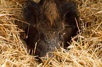 Wildschwein