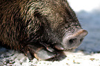 Wildschwein