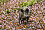 Wildschwein