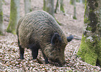 Wildschwein